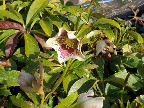 Bild von /bilder/bluehapp/thumb/HELLODESW_Helleborus_x_o___Double_Ell_Sp_WhiteP1_0__P-3582515001_T-b_K-13_Y-20_85350_aktiv_.jpg