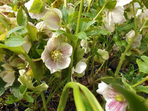 Bild von /bilder/bluehapp/thumb/HELLODESW_Helleborus_x_o___Double_Ell_Sp_WhiteP1_0__P-3582515001_T-b_K-15_Y-19_68914_aktiv_.jpg