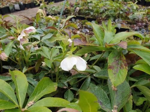 Bild von /bilder/bluehapp/thumb/HELLODESW_Helleborus_x_o___Double_Ell_Sp_WhiteP1_0__P-3582515001_T-k_K-10_Y-20_69017_aktiv_.jpg