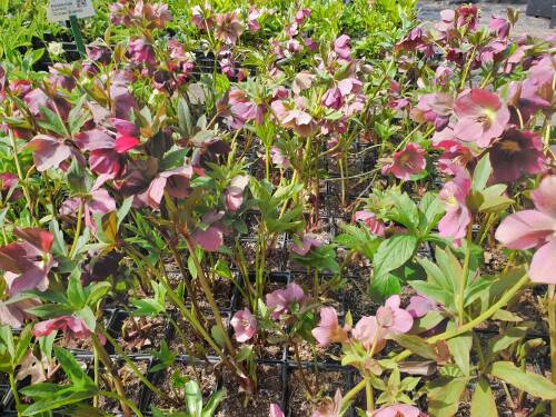 Bild von /bilder/bluehapp/thumb/HELLOROT_Helleborus_x_orientalis_rot___P1_0__P-3582501001_T-b_K-16_Y-19_99781_aktiv_.jpg