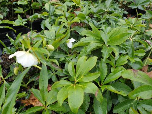 Bild von /bilder/bluehapp/thumb/HELLOWL_Helleborus_x_orient___White_Lady___P1_0__P-3582560001_T-k_K-11_Y-19_59070_aktiv_.jpg