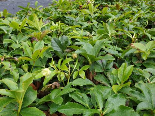 Bild von HELLOW_Helleborus_x_orientalis_wei____P1_0__P-3582509001_T-k_K-11_Y-19_66232_aktiv_.jpg