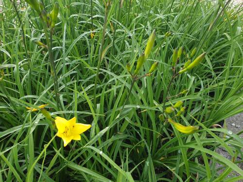 Bild von /bilder/bluehapp/thumb/HEMC_Hemerocallis_citrina_P1_0__P-3601000001_T-k_K-26_Y-20_43570_aktiv_.jpg