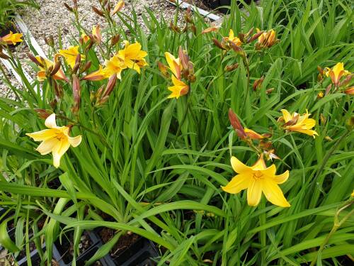 Bild von /bilder/bluehapp/thumb/HEMD_Hemerocallis_dumortierii_P1_0__P-3601200001_T-b_K-22_Y-19_53190_aktiv_.jpg