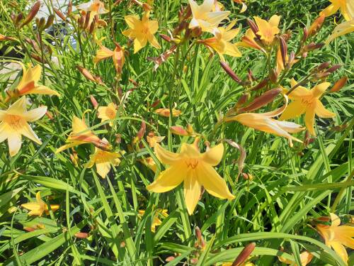 Bild von /bilder/bluehapp/thumb/HEMD_Hemerocallis_dumortierii_P1_0__P-3601200001_T-b_K-22_Y-20_57423_aktiv_.jpg