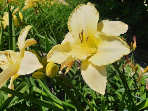 Bild von /bilder/bluehapp/thumb/HEMHAS_Hemerocallis_x_cult___Arctic_Snow__P1_0__P-3602001501_T-b_K-29_Y-19_86691_aktiv_.jpg