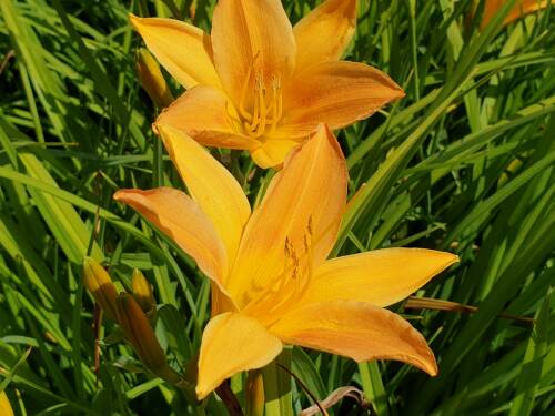 Bild von /bilder/bluehapp/thumb/HEMHATE_Hemerocallis_x_cult___Aten__P1_0__P-3602002001_T-b_K-29_Y-19_97499_aktiv_.jpg