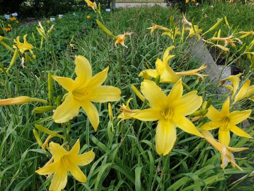 Bild von /bilder/bluehapp/thumb/HEMHAU_Hemerocallis_x_cult___Augustfreude__P1_0__P-3602004001_T-b_K-32_Y-19_50929_aktiv_.jpg