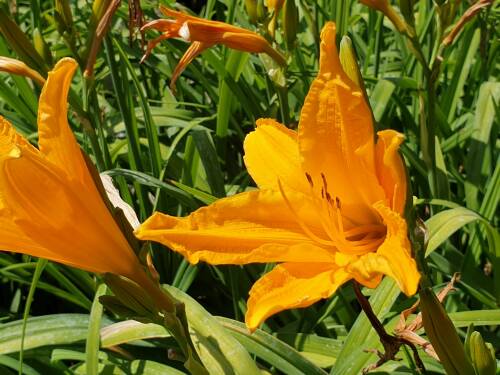 Bild von /bilder/bluehapp/thumb/HEMHBD_Hemerocallis_x_cult___Burng__Daylig_P1_0__P-3602013001_T-b_K-29_Y-19_92697_aktiv_.jpg