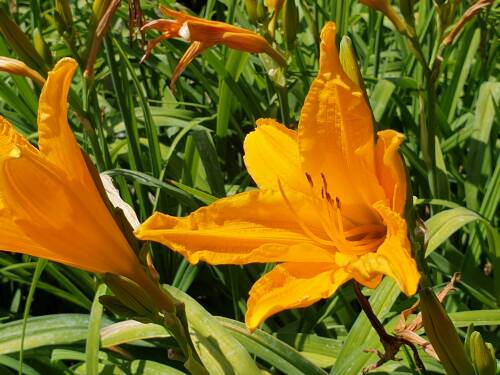 Bild von /bilder/bluehapp/thumb/HEMHBD_Hemerocallis_x_cult___Burng__Daylig_P1_0__P-3602013001_T-b_K-29_Y-19_92697_aktiv_.jpg