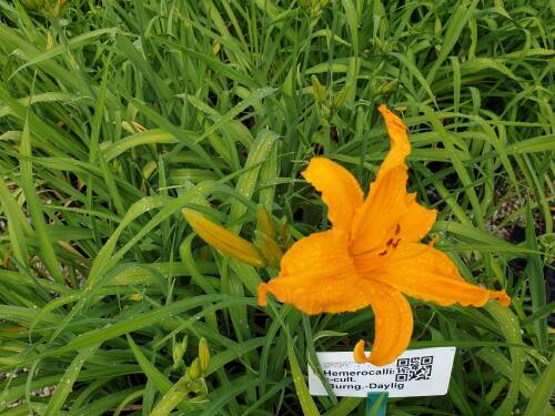 Bild von /bilder/bluehapp/thumb/HEMHBD_Hemerocallis_x_cult___Burng__Daylig_P1_0__P-3602013001_T-k_K-27_Y-20_17388_aktiv_.jpg