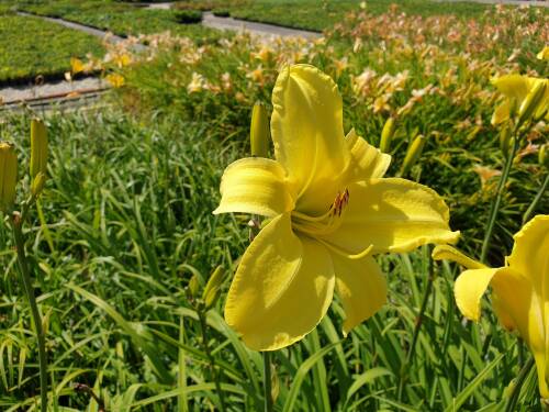 Bild von /bilder/bluehapp/thumb/HEMHBLE_Hemerocallis_x_cult___Berlin_Lemon__P1_0__P-3602004901_T-b_K-29_Y-19_23744_aktiv_.jpg