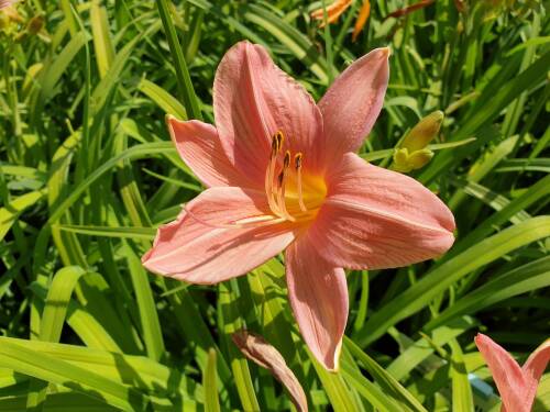 Bild von /bilder/bluehapp/thumb/HEMHBOR_Hemerocallis_x_cult___Bed_of_Rose_P1_0__P-3602006101_T-b_K-29_Y-19_58289_aktiv_.jpg