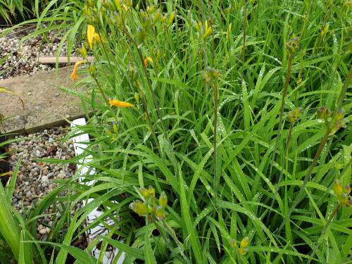 Bild von /bilder/bluehapp/thumb/HEMHBTB_Hemerocallis_x_cult___Beauty_to_BehoP1_0__P-3602005201_T-k_K-24_Y-20_54670_aktiv_.jpg