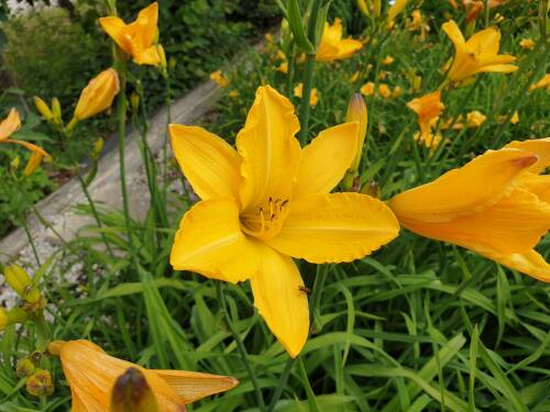 Bild von /bilder/bluehapp/thumb/HEMHCA_Hemerocallis_x_cult___Cartweels__P1_0__P-3602006001_T-b_K-28_Y-19_16202_aktiv_.jpg