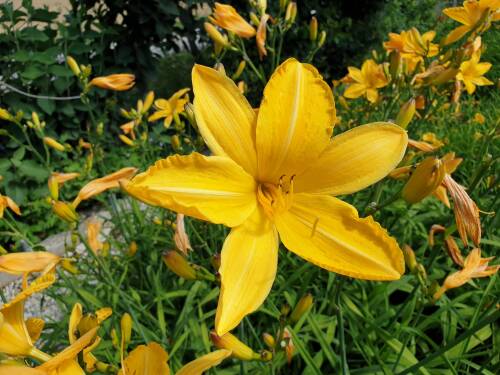 Bild von /bilder/bluehapp/thumb/HEMHCA_Hemerocallis_x_cult___Cartweels__P1_0__P-3602006001_T-b_K-29_Y-19_57832_aktiv_.jpg