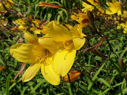 Bild von /bilder/bluehapp/thumb/HEMHCO_Hemerocallis_x_cult___Corky__P1_0__P-3602022001_T-b_K-29_Y-19_62542_aktiv_.jpg