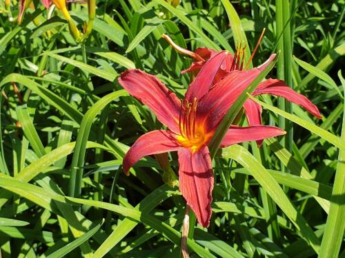 Bild von /bilder/bluehapp/thumb/HEMHCP_Hemerocallis_x_cult___Crimson_PirateP1_0__P-3602024001_T-b_K-27_Y-19_71575_aktiv_.jpg