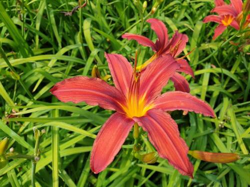 Bild von /bilder/bluehapp/thumb/HEMHCP_Hemerocallis_x_cult___Crimson_PirateP1_0__P-3602024001_T-b_K-29_Y-19_39202_aktiv_.jpg