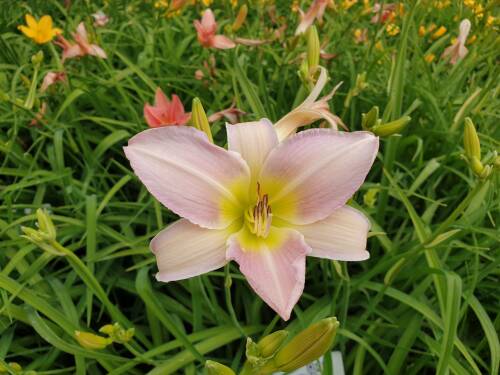 Bild von /bilder/bluehapp/thumb/HEMHCW_Hemerocallis_x_cult___Cath_WoodberryP1_0__P-3602008001_T-b_K-28_Y-19_93639_aktiv_.jpg