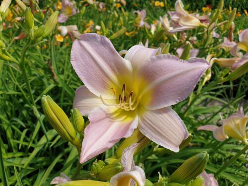 Bild von /bilder/bluehapp/thumb/HEMHCW_Hemerocallis_x_cult___Cath_WoodberryP1_0__P-3602008001_T-b_K-29_Y-19_53864_aktiv_.jpg