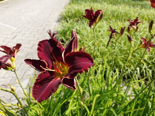 Bild von /bilder/bluehapp/thumb/HEMHEM_Hemerocallis_x_cult___Ed_Murray__P1_0__P-3602026001_T-b_K-29_Y-19_41326_aktiv_.jpg