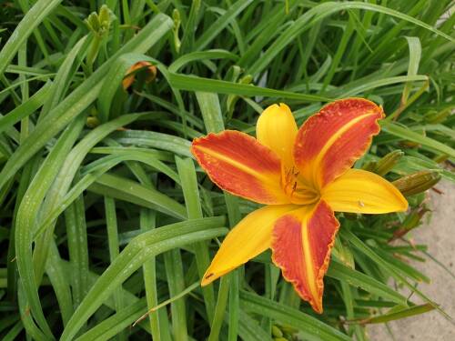 Bild von /bilder/bluehapp/thumb/HEMHFH_Hemerocallis_x_cult___Frans_Hals__P1_0__P-3602029001_T-b_K-28_Y-19_24738_aktiv_.jpg