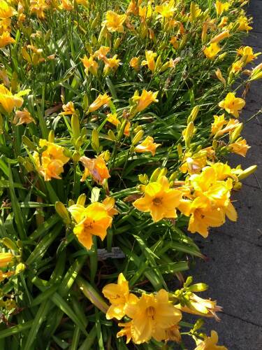 Bild von /bilder/bluehapp/thumb/HEMHGGE_Hemerocallis_x_cult___Golden_Geisha_P1_0__P-3602031601_T-b_K-31_Y-19_57350_aktiv_.jpg