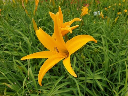 Bild von /bilder/bluehapp/thumb/HEMHGO_Hemerocallis_x_cult___Goldaroma__P1_0__P-3602031001_T-b_K-28_Y-19_27078_aktiv_.jpg