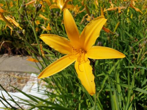 Bild von /bilder/bluehapp/thumb/HEMHGS_Hemerocallis_x_cult___Golden_ScepterP1_0__P-3602032001_T-b_K-29_Y-19_16734_aktiv_.jpg