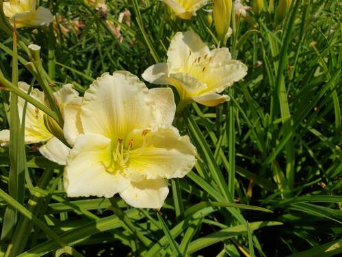 Bild von /bilder/bluehapp/thumb/HEMHHE_Hemerocallis_x_cult___Heidi_Edelwei_P1_0__P-3602031501_T-b_K-29_Y-19_69375_aktiv_.jpg