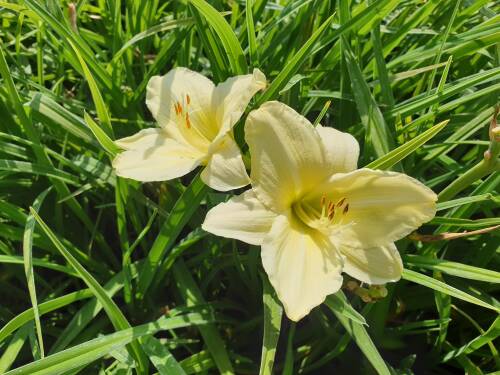Bild von /bilder/bluehapp/thumb/HEMHIGG_Hemerocallis_x_cult___Iron_Gate_GlacP1_0__P-3602037301_T-b_K-29_Y-19_46676_aktiv_.jpg