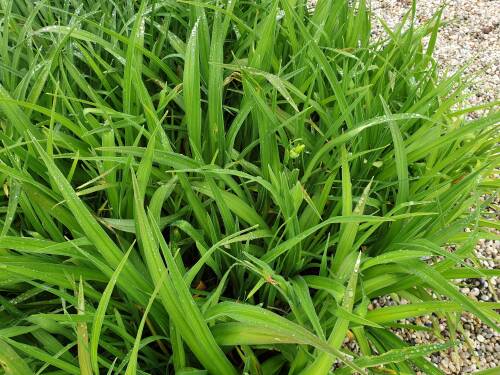 Bild von /bilder/bluehapp/thumb/HEMHIGG_Hemerocallis_x_cult___Iron_Gate_GlacP1_0__P-3602037301_T-k_K-24_Y-20_31022_aktiv_.jpg
