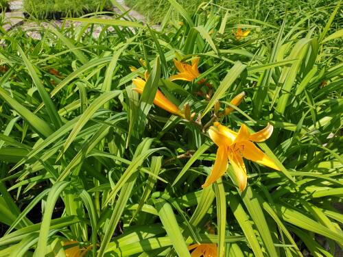Bild von /bilder/bluehapp/thumb/HEMHJR_Hemerocallis_x_cult___Jake_Russel__P1_0__P-3602037501_T-b_K-21_Y-19_74938_aktiv_.jpg