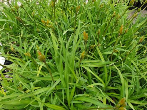 Bild von /bilder/bluehapp/thumb/HEMHJR_Hemerocallis_x_cult___Jake_Russel__P1_0__P-3602037501_T-k_K-20_Y-20_28601_aktiv_.jpg