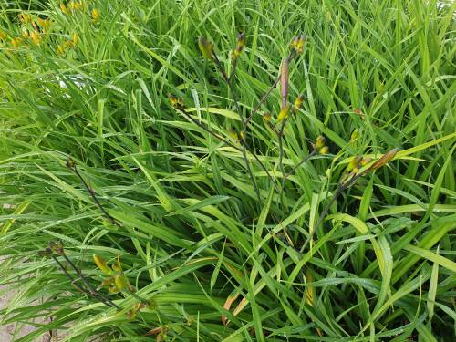 Bild von /bilder/bluehapp/thumb/HEMHLB_Hemerocallis_x_cult___Lemon_Bells__P1_0__P-3602037801_T-k_K-26_Y-20_79111_aktiv_.jpg