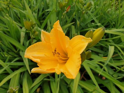Bild von /bilder/bluehapp/thumb/HEMHLP_Hemerocallis_x__Longfields_Pearl__P1_0__P-3602038901_T-b_K-28_Y-19_61456_aktiv_.jpg
