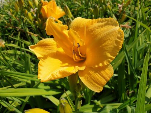 Bild von /bilder/bluehapp/thumb/HEMHLP_Hemerocallis_x__Longfields_Pearl__P1_0__P-3602038901_T-b_K-29_Y-19_21010_aktiv_.jpg