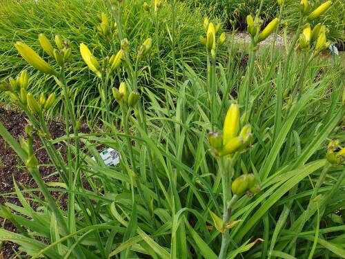 Bild von /bilder/bluehapp/thumb/HEMHML_Hemerocallis_x_cult___Mauna_Loa__P1_0__P-3602049101_T-k_K-27_Y-20_41082_aktiv_.jpg