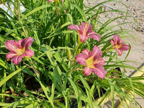 Bild von /bilder/bluehapp/thumb/HEMHMR_Hemerocallis_x_cult___Mary_Reed__P1_0__P-3602054801_T-b_K-26_Y-19_79571_aktiv_.jpg