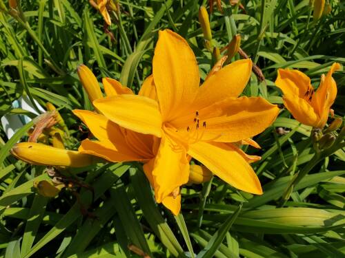 Bild von /bilder/bluehapp/thumb/HEMHNO_Hemerocallis_x_cult___Norton_Orange_P1_0__P-3602057501_T-b_K-29_Y-19_47545_aktiv_.jpg
