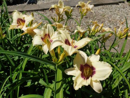 Bild von /bilder/bluehapp/thumb/HEMHPB_Hemerocallis_x_cult___Pandoras_Box__P1_0__P-3602061501_T-b_K-27_Y-19_99663_aktiv_.jpg