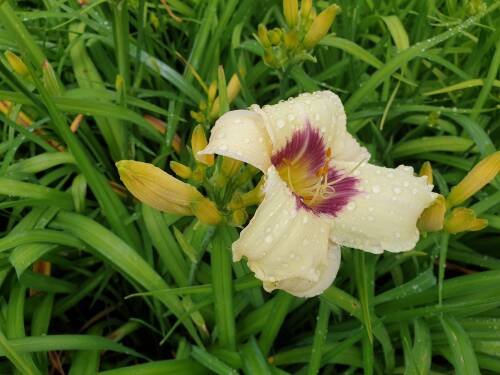 Bild von /bilder/bluehapp/thumb/HEMHPB_Hemerocallis_x_cult___Pandoras_Box__P1_0__P-3602061501_T-k_K-27_Y-20_48398_aktiv_.jpg