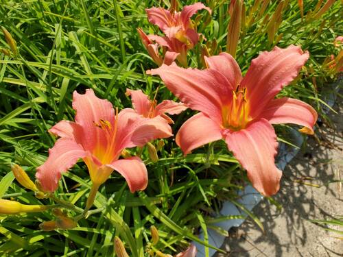 Bild von /bilder/bluehapp/thumb/HEMHPD_Hemerocallis_x_cult___Pink_Damask__P1_0__P-3602062001_T-b_K-29_Y-19_76494_aktiv_.jpg