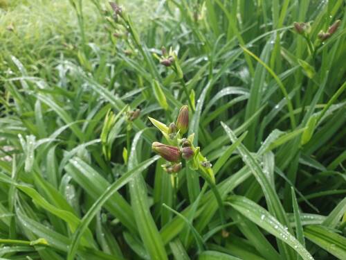 Bild von /bilder/bluehapp/thumb/HEMHPRA_Hemerocallis_x_cult___Purple_Rain__P1_0__P-3602064201_T-k_K-26_Y-20_95557_aktiv_.jpg