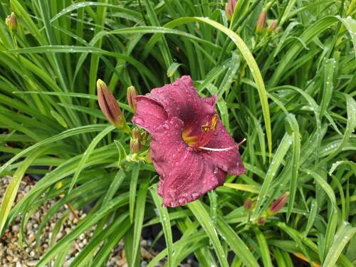 Bild von /bilder/bluehapp/thumb/HEMHPRA_Hemerocallis_x_cult___Purple_Rain__P1_0__P-3602064201_T-k_K-27_Y-20_77973_aktiv_.jpg
