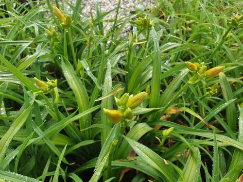 Bild von /bilder/bluehapp/thumb/HEMHSS_Hemerocallis_x_cult___School_ScandalP1_0__P-3602070001_T-k_K-26_Y-20_81378_aktiv_.jpg