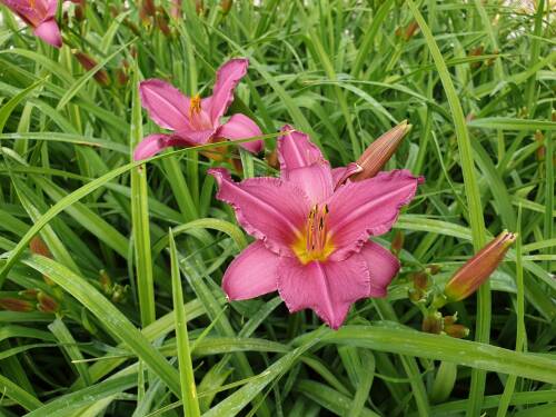 Bild von /bilder/bluehapp/thumb/HEMHSW_Hemerocallis_x_cult___Summer_Wine__P1_0__P-3602067001_T-b_K-28_Y-19_18987_aktiv_.jpg