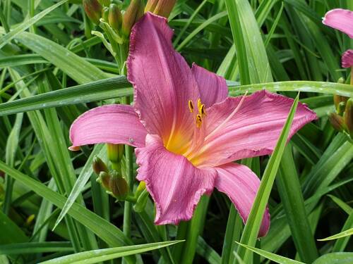 Bild von /bilder/bluehapp/thumb/HEMHSW_Hemerocallis_x_cult___Summer_Wine__P1_0__P-3602067001_T-b_K-29_Y-19_48408_aktiv_.jpg