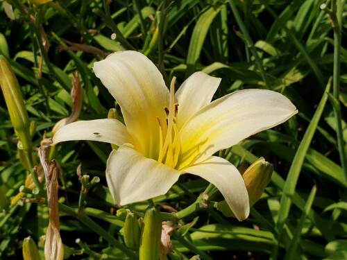 Bild von /bilder/bluehapp/thumb/HEMHWJ_Hemerocallis_x_cult___White_Jade__P1_0__P-3602077001_T-b_K-29_Y-19_89703_aktiv_.jpg